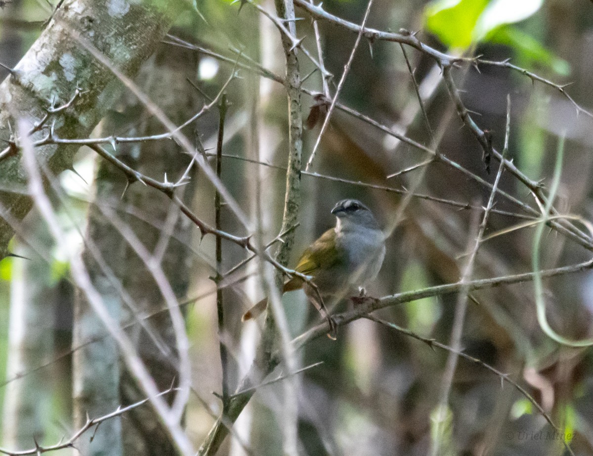 Green-backed Sparrow - ML638050118