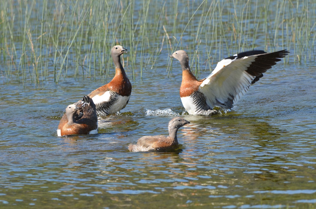Ashy-headed Goose - ML638050126