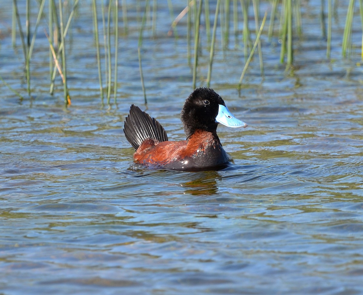 Andean Duck - ML638050138