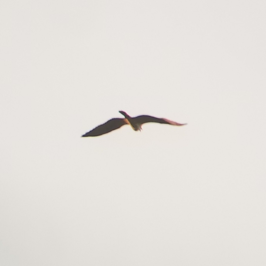 Osprey - ML638050160