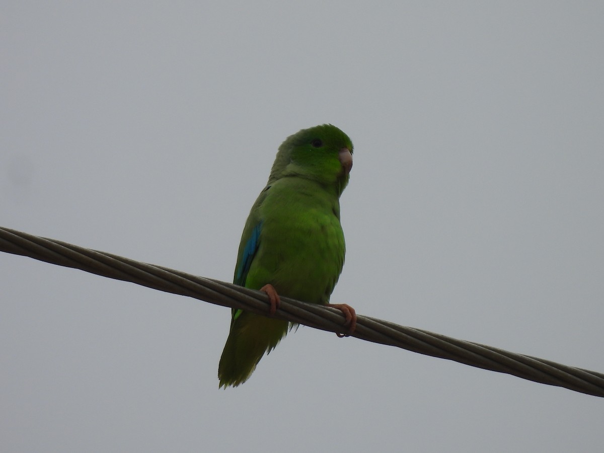 Turquoise-winged Parrotlet - ML638050162
