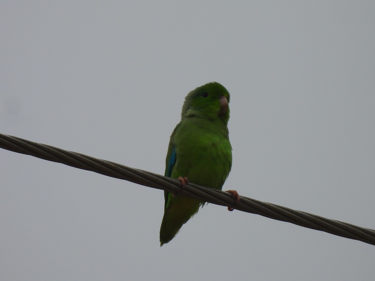 Turquoise-winged Parrotlet - ML638050163