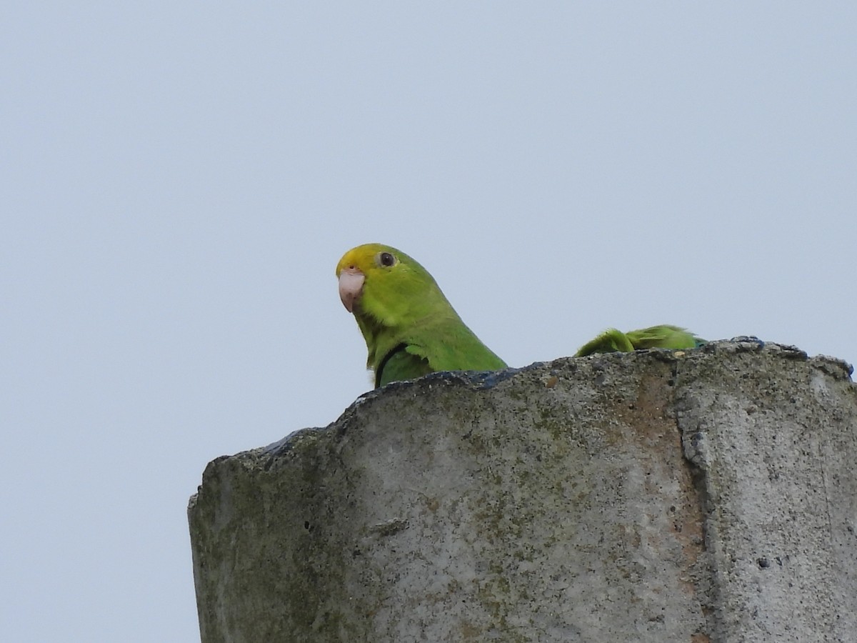 Turquoise-winged Parrotlet - ML638050165