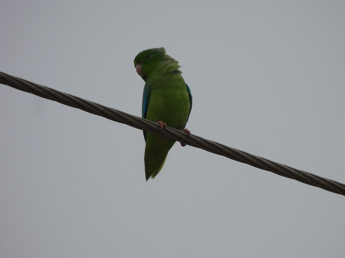 Turquoise-winged Parrotlet - ML638050167