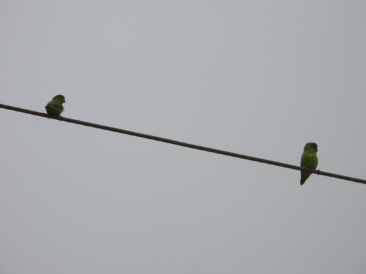 Turquoise-winged Parrotlet - ML638050168
