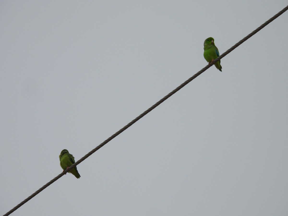 Turquoise-winged Parrotlet - ML638050169