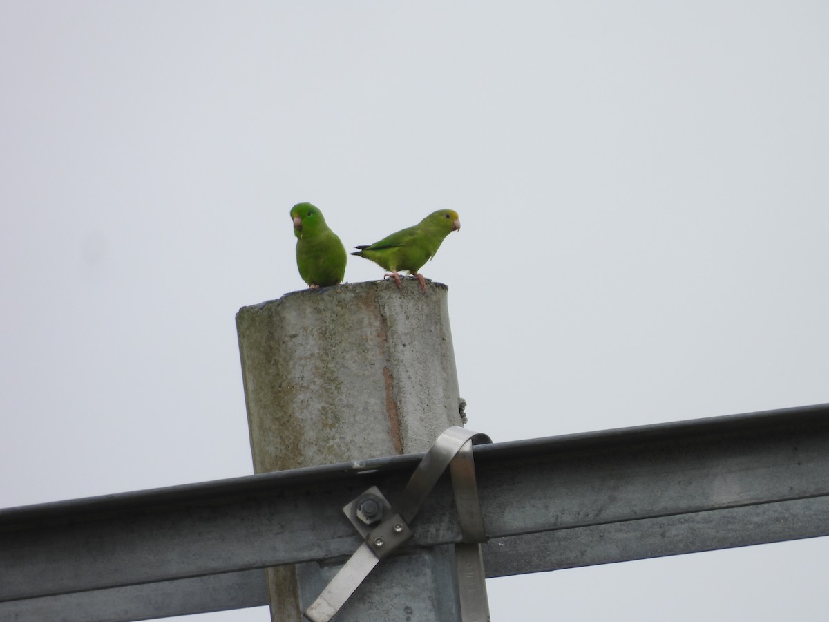 Turquoise-winged Parrotlet - ML638050171