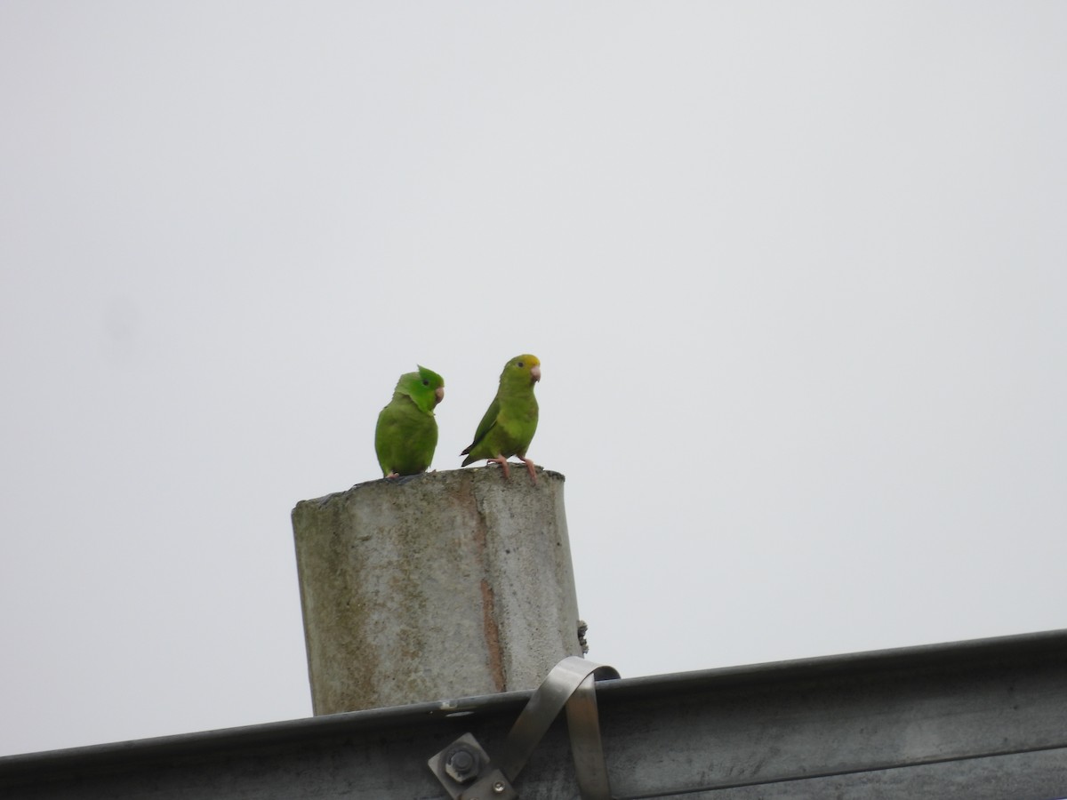 Turquoise-winged Parrotlet - ML638050172