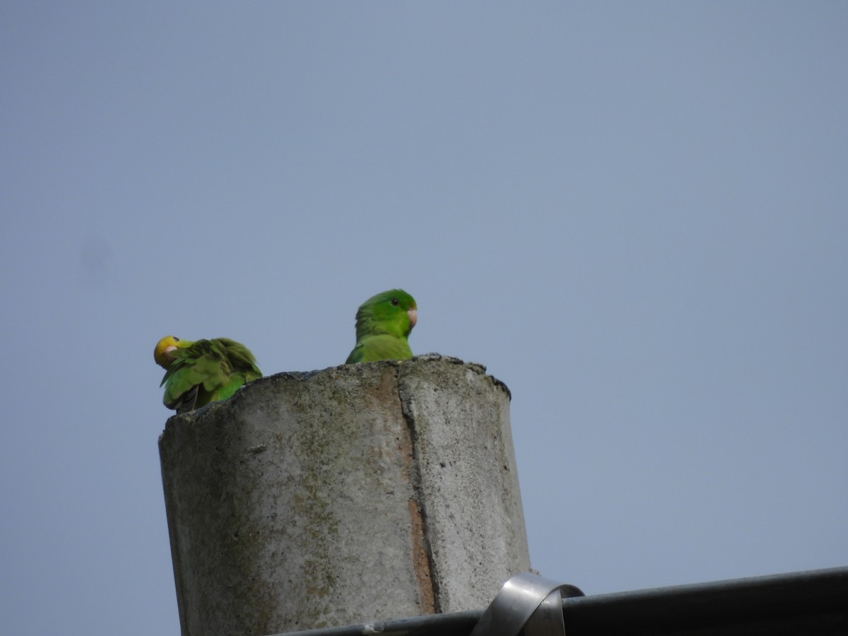 Turquoise-winged Parrotlet - ML638050173