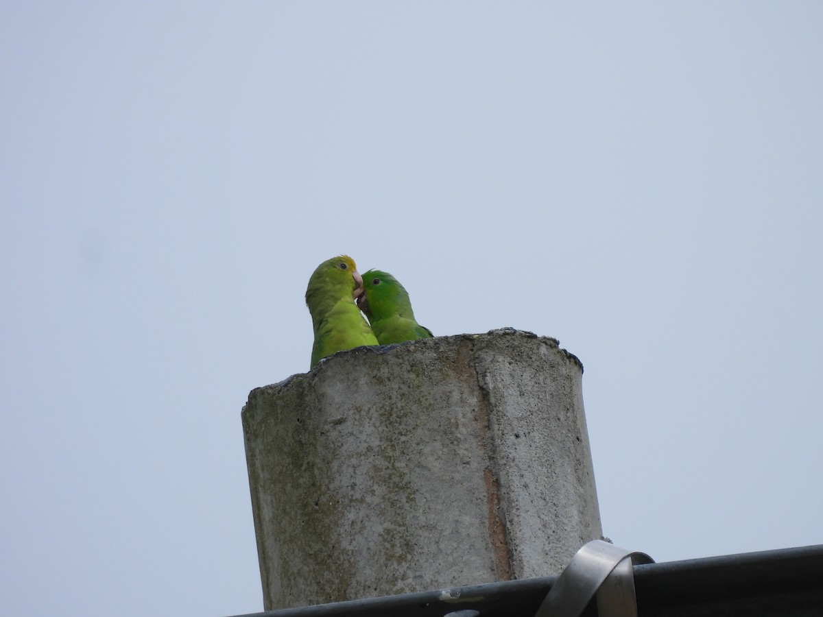 Turquoise-winged Parrotlet - ML638050174