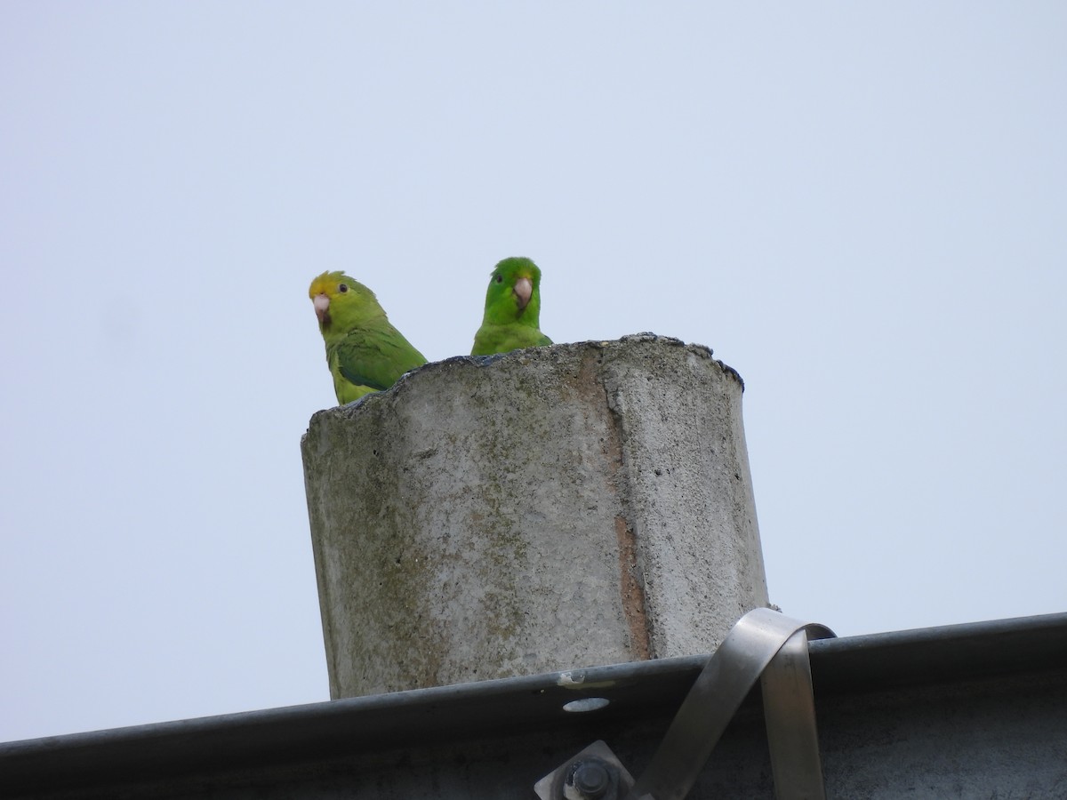 Turquoise-winged Parrotlet - ML638050176