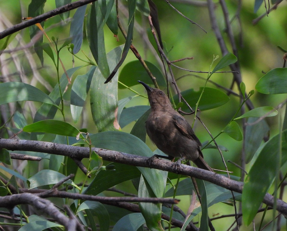 Dusky Myzomela - ML638050195