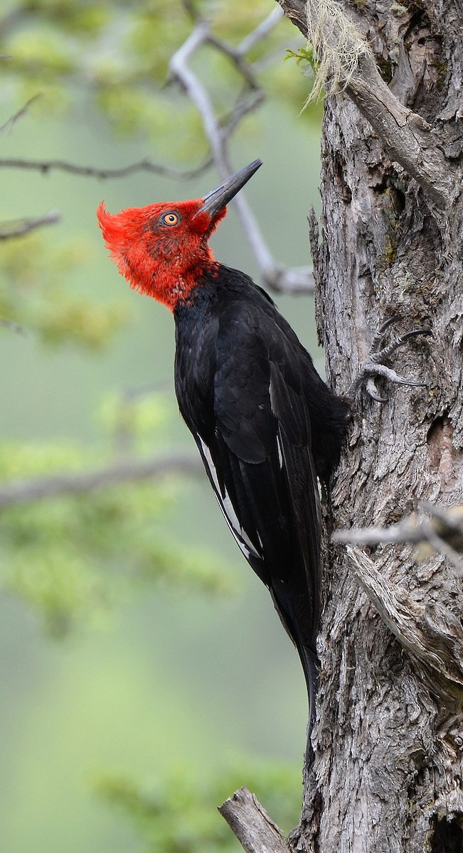 Magellanic Woodpecker - ML638050203