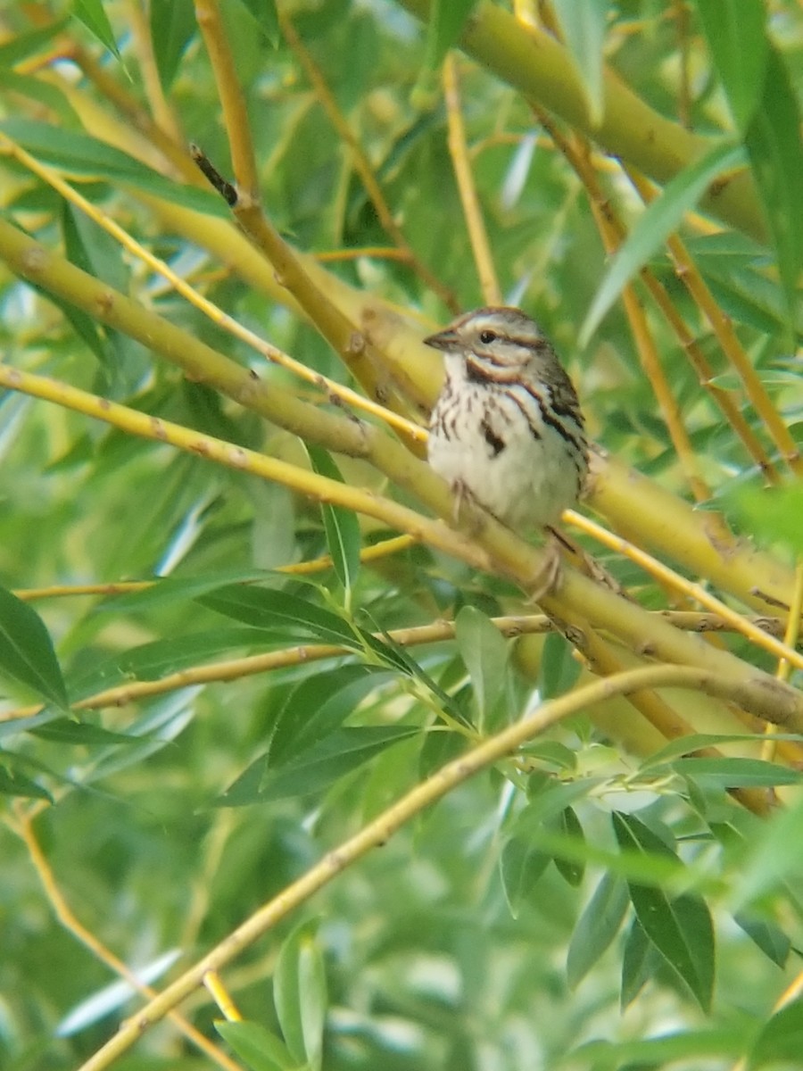Song Sparrow - ML638050214