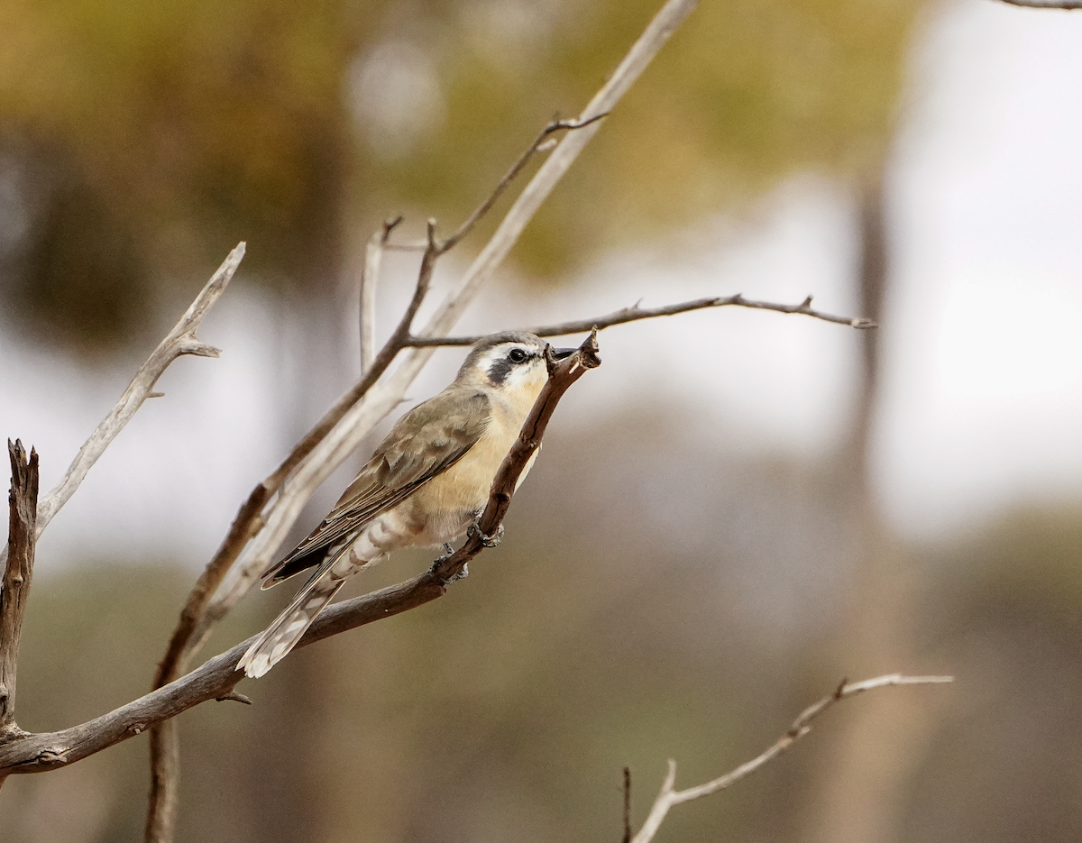 Black-eared Cuckoo - ML638050251