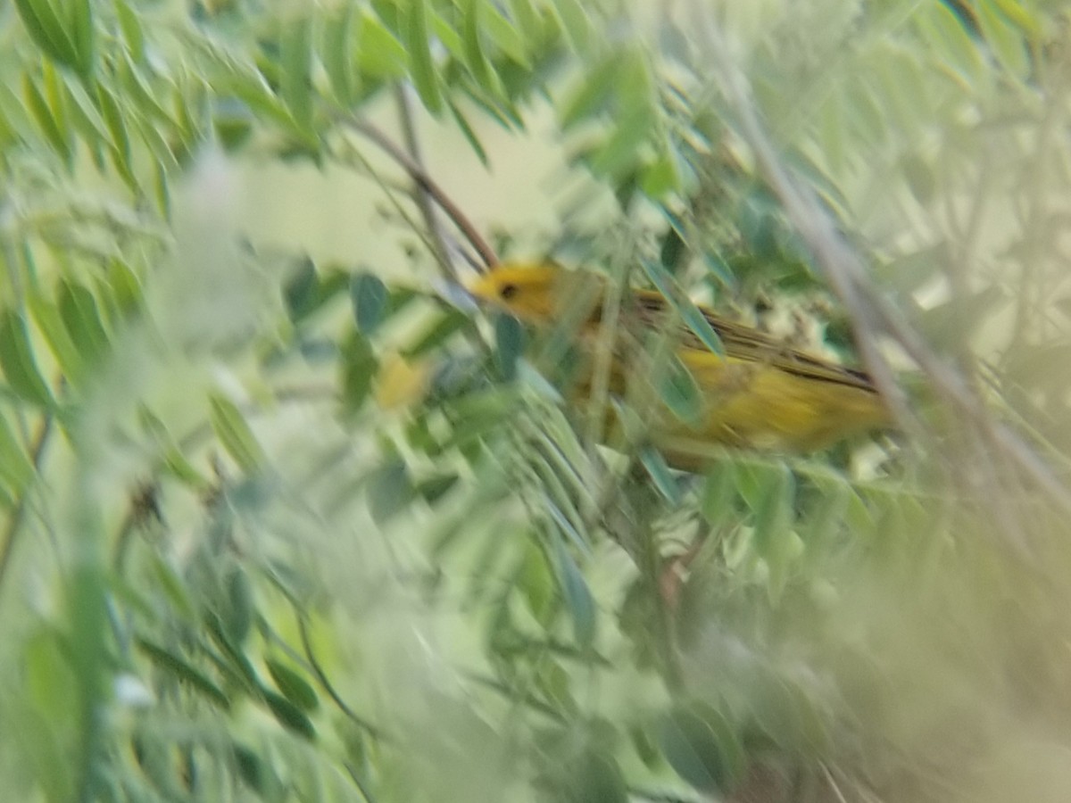 Northern Yellow Warbler - ML638050255