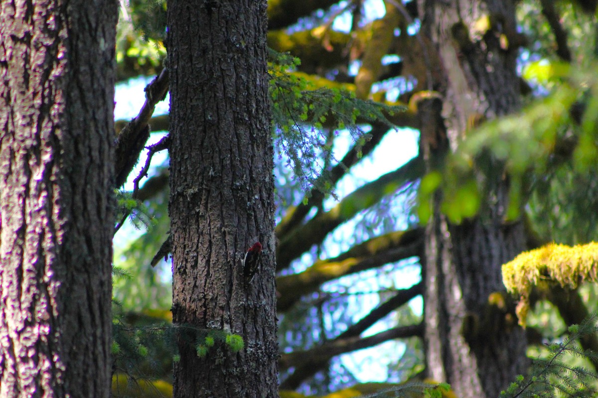 Red-breasted Sapsucker - ML638050257