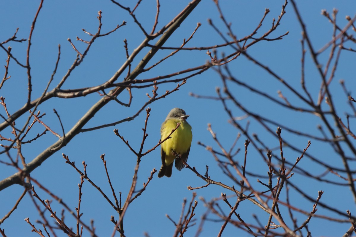 Tropical Kingbird - ML638050284