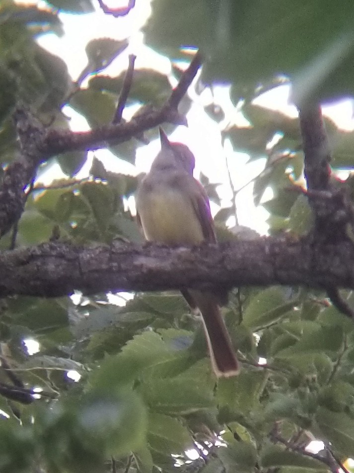 Great Crested Flycatcher - ML638050297