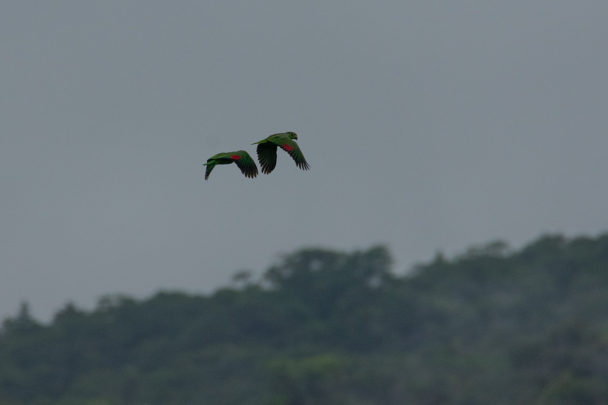 Red-lored Amazon - ML638050314