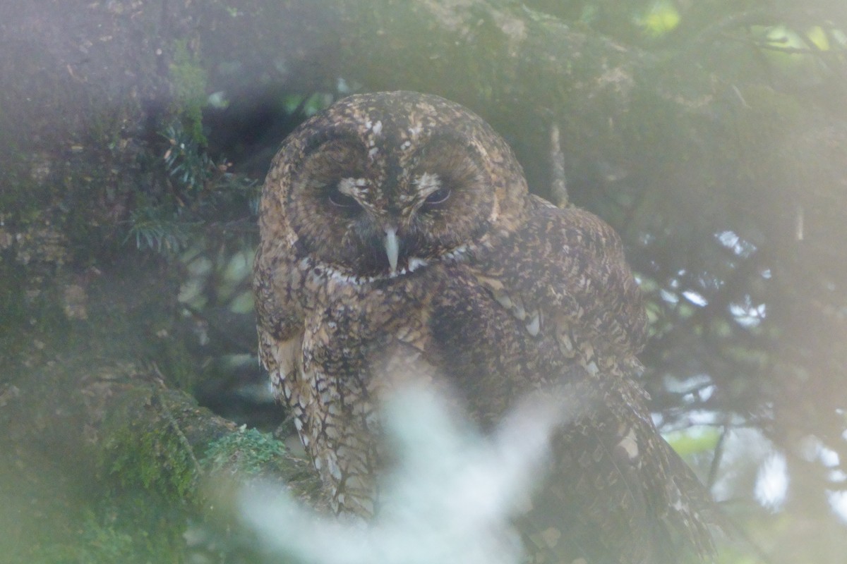 Himalayan Owl - ML638050332