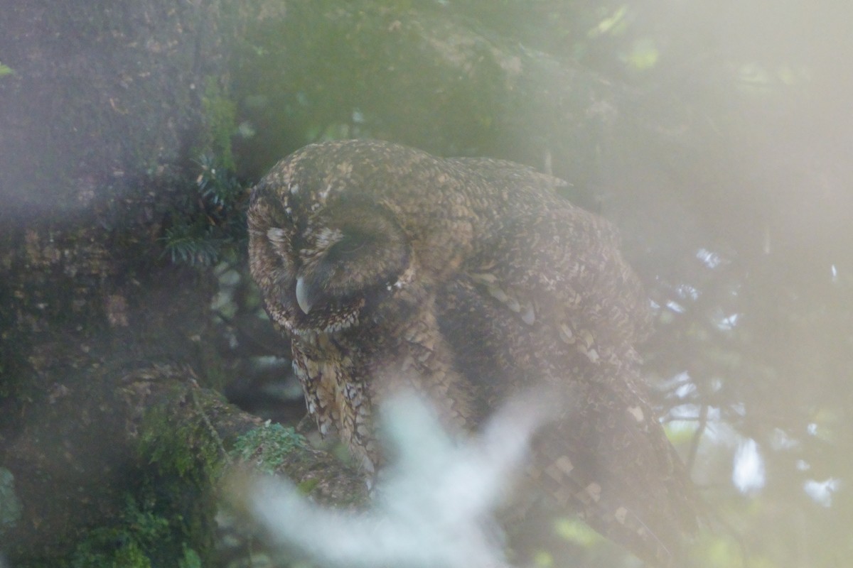 Himalayan Owl - ML638050333