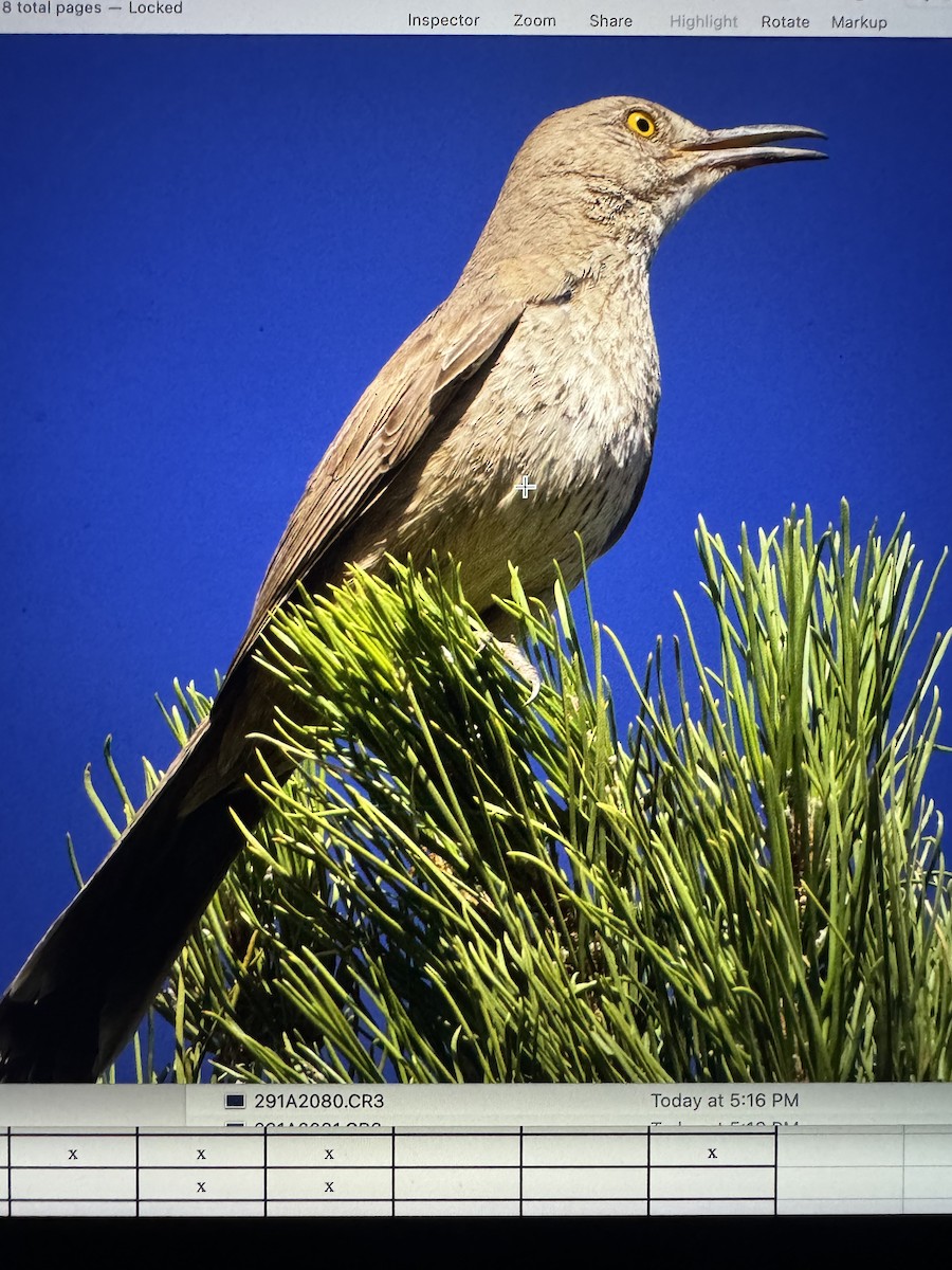 Bendire's Thrasher - ML638050334