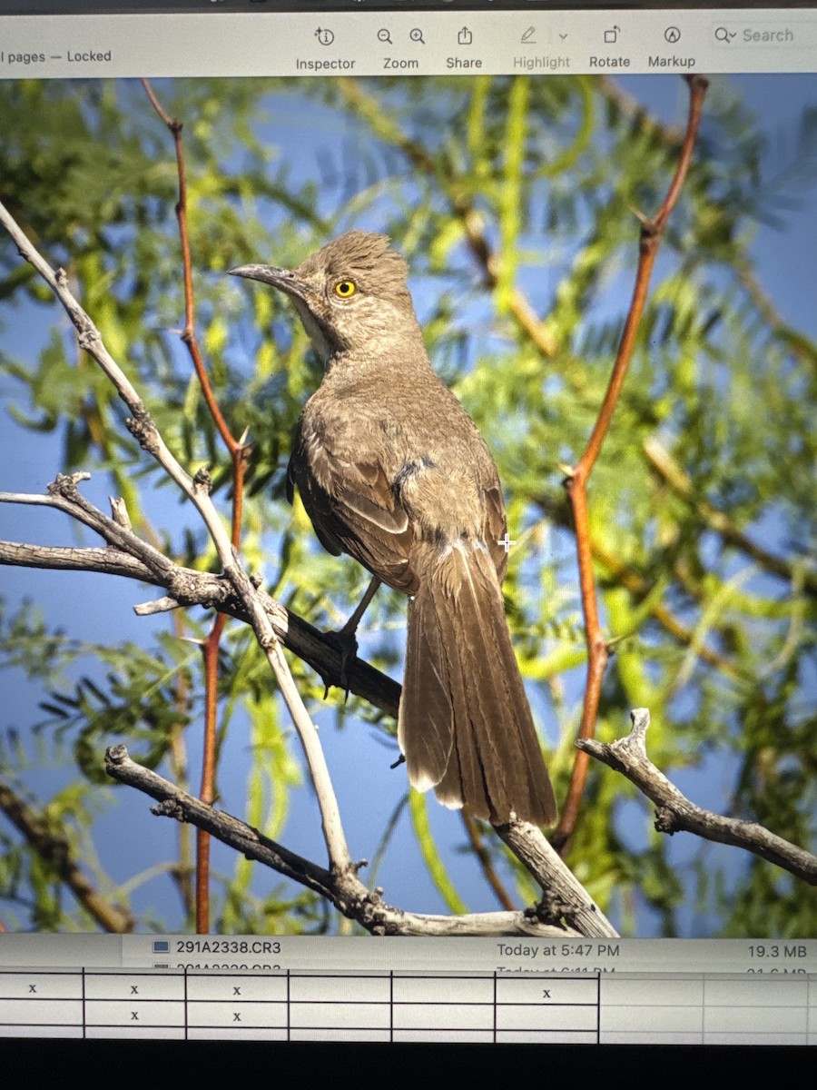 Bendire's Thrasher - ML638050335