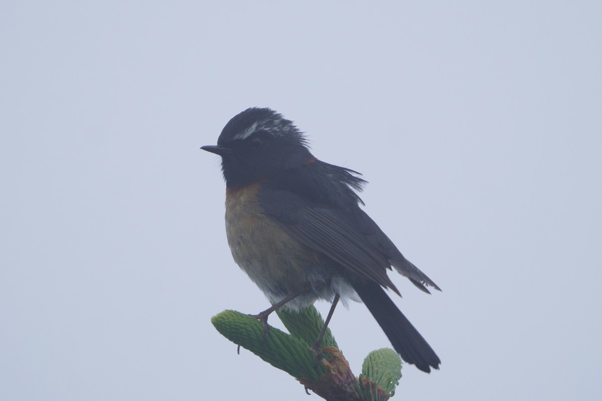 Collared Bush-Robin - ML638050345