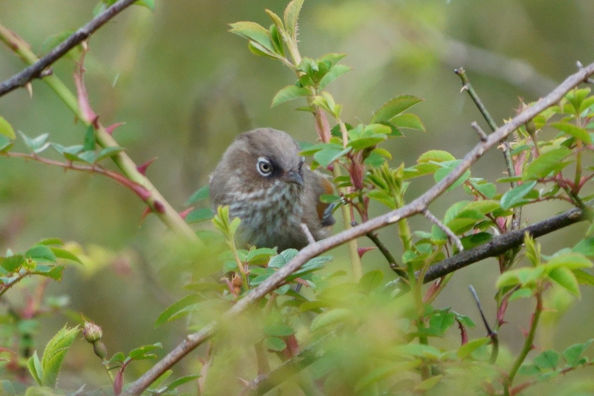 Taiwan Fulvetta - ML638050360