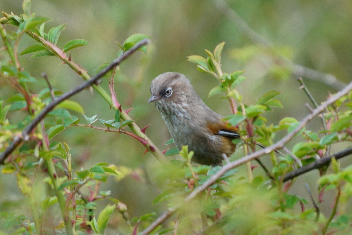 Taiwan Fulvetta - ML638050361