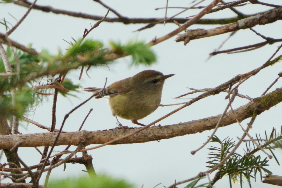 Yellowish-bellied Bush Warbler - ML638050369