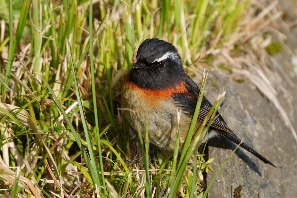 Collared Bush-Robin - ML638050379