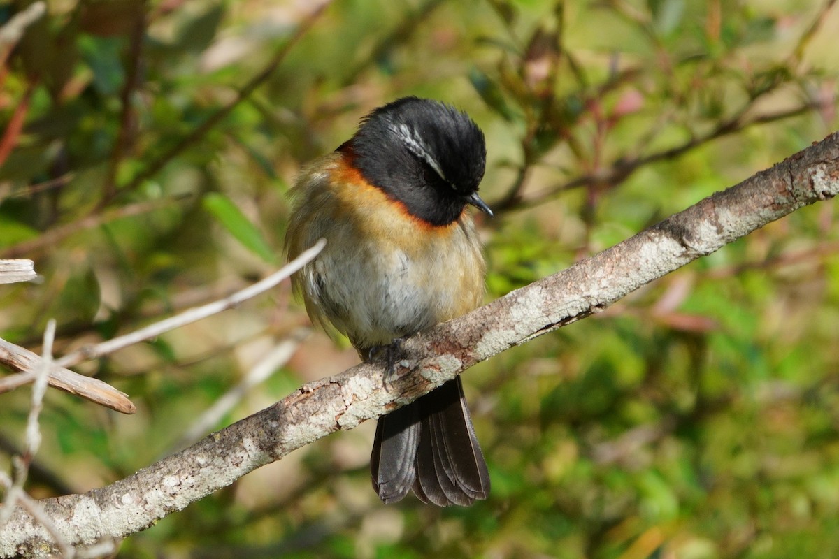 Collared Bush-Robin - ML638050380