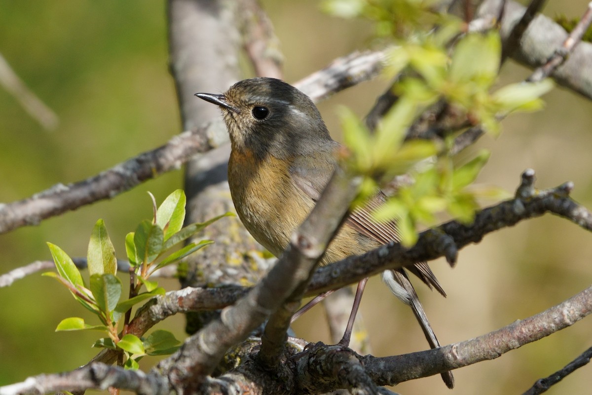 Collared Bush-Robin - ML638050381