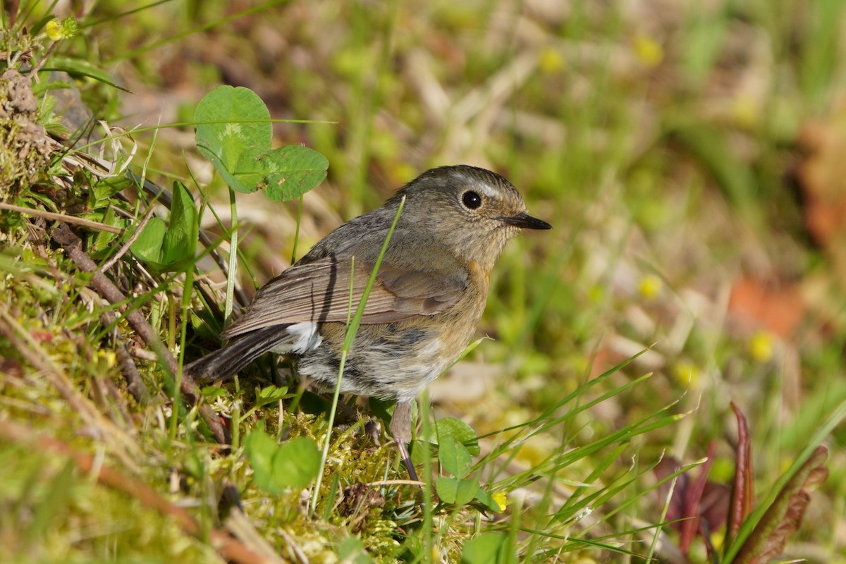 Collared Bush-Robin - ML638050382