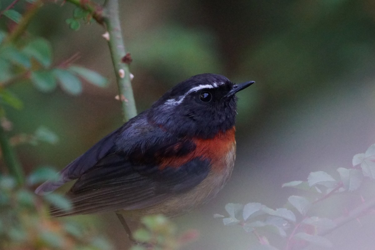 Collared Bush-Robin - ML638050383