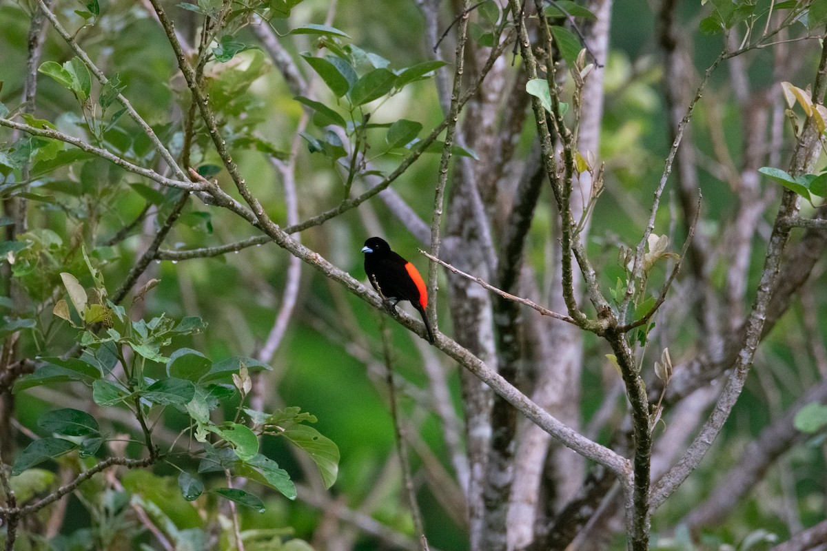 Scarlet-rumped Tanager - ML638050385