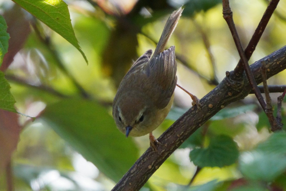 Yellowish-bellied Bush Warbler - ML638050388