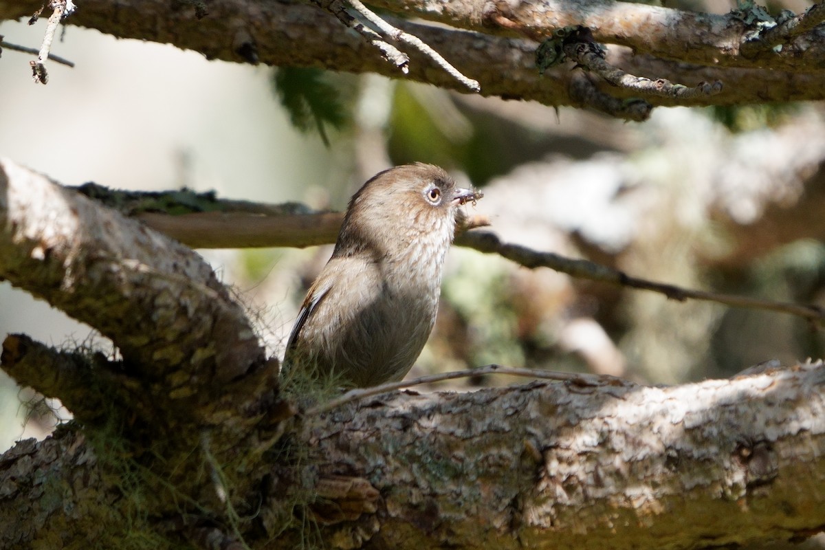 Taiwan Fulvetta - ML638050393