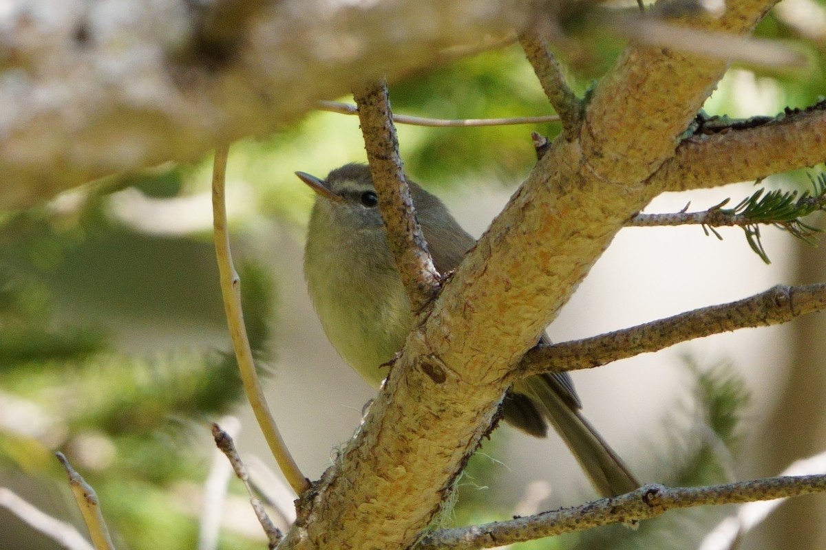 Yellowish-bellied Bush Warbler - ML638050395