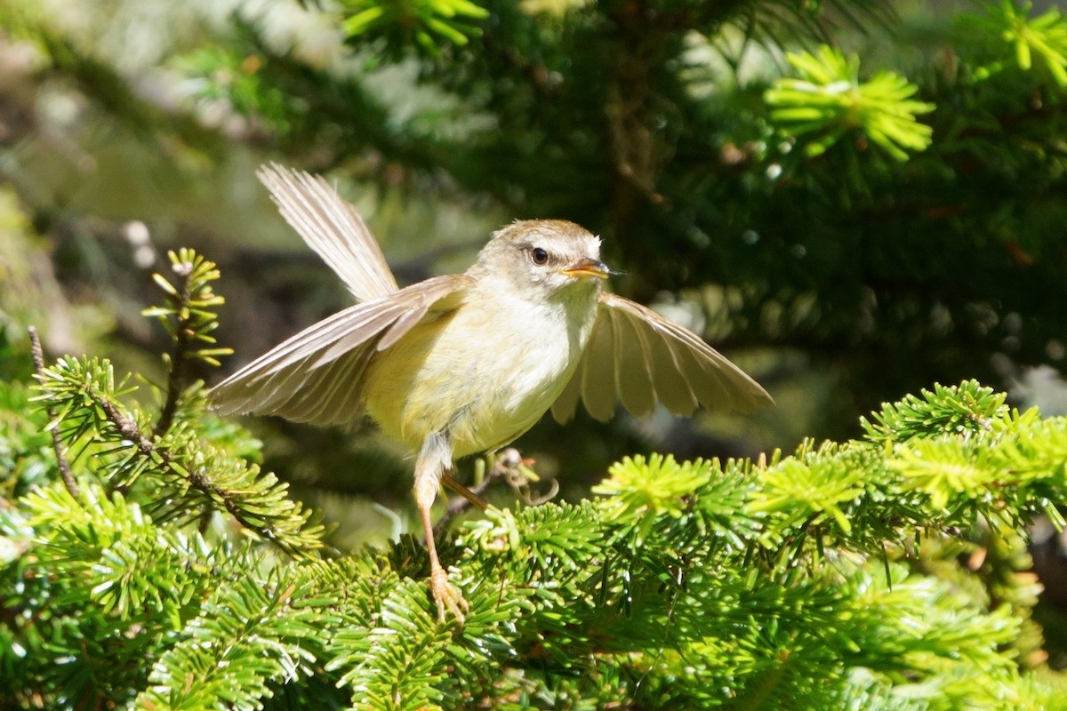 Yellowish-bellied Bush Warbler - ML638050396