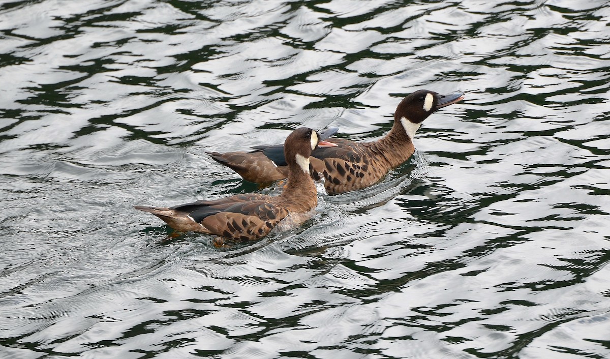 Ahate betaurrekoduna - ML638050415