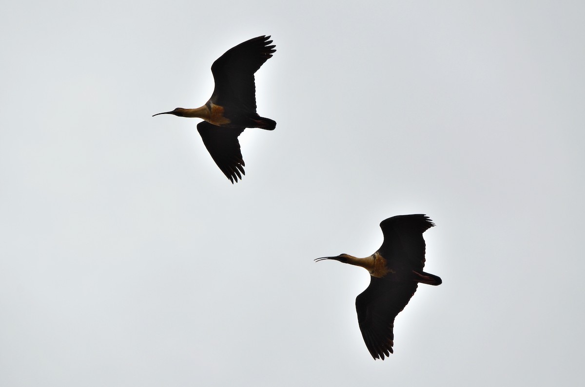 ibis laločnatý - ML638050420