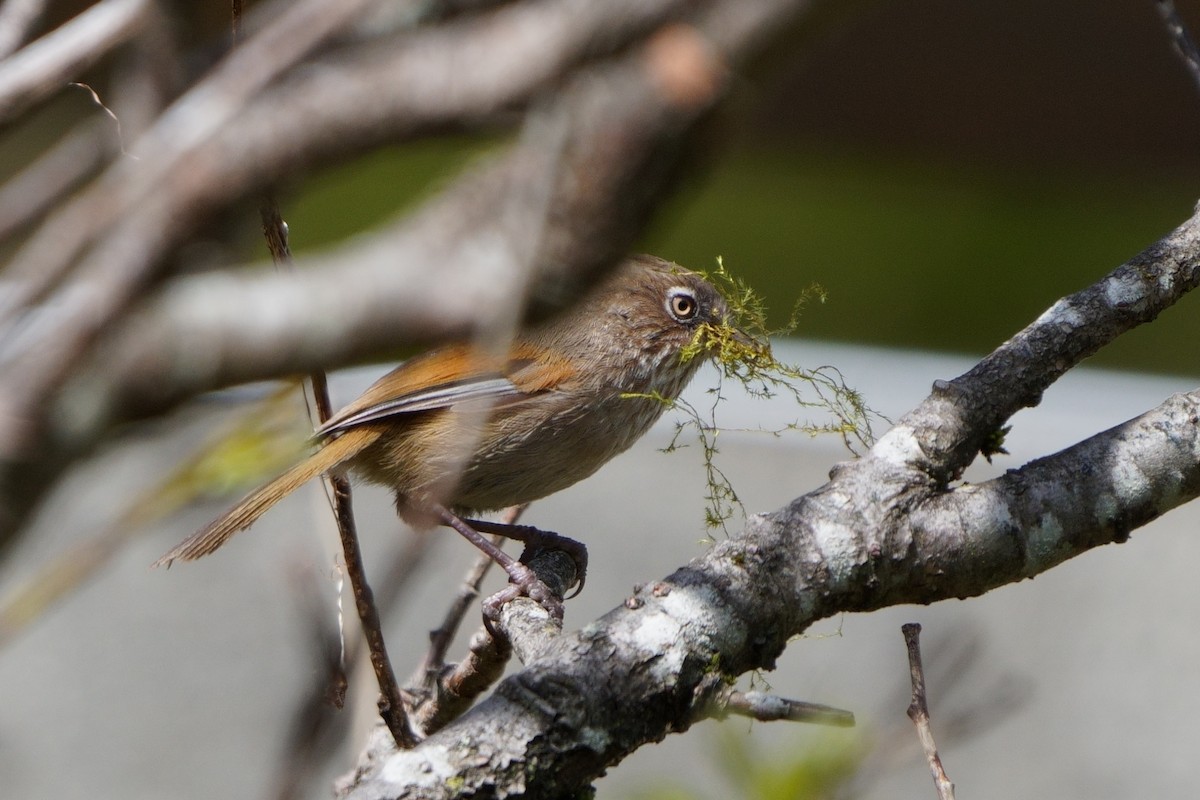 Taiwan Fulvetta - ML638050426
