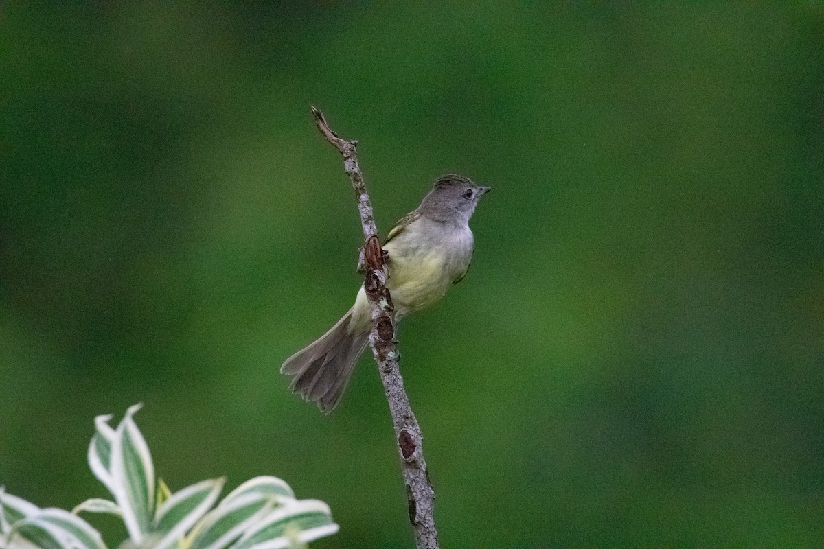 Yellow-bellied Elaenia - ML638050429