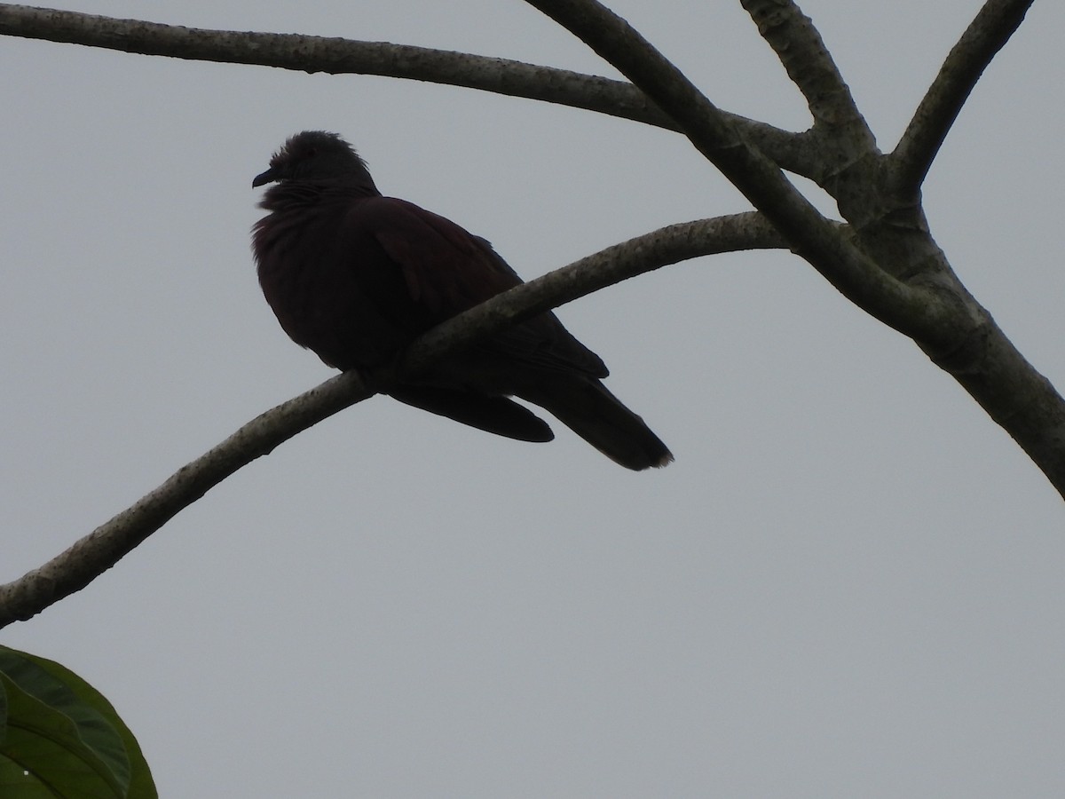 Pale-vented Pigeon - ML638050431