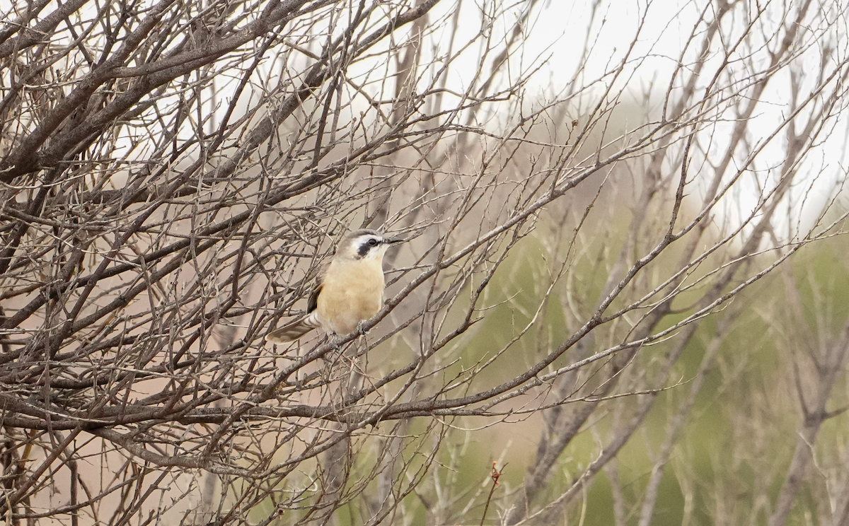 Black-eared Cuckoo - ML638050443