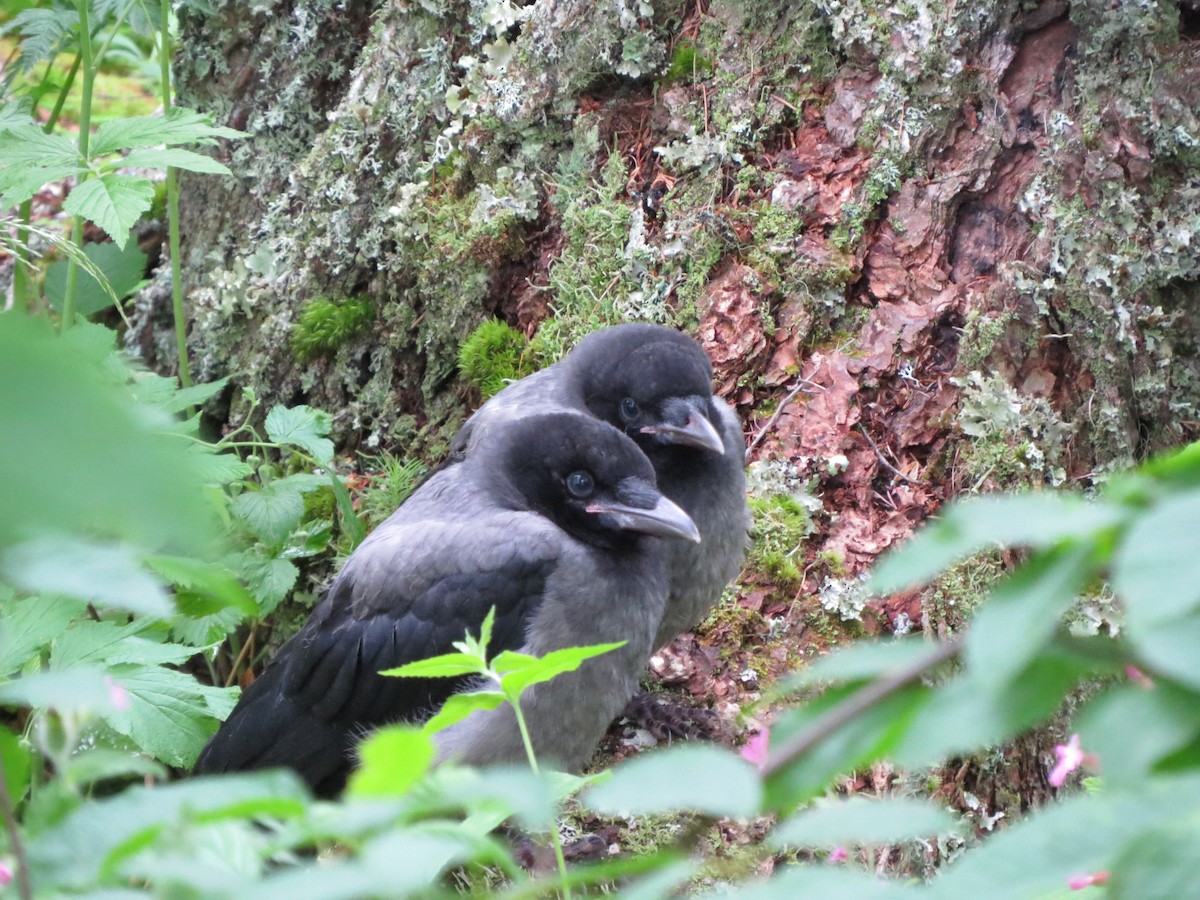Hooded Crow - ML638050469