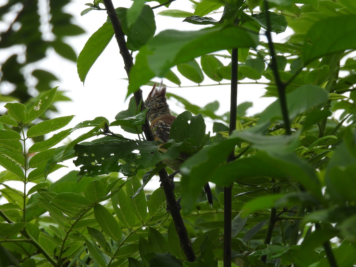 Black-crested Antshrike - ML638050479
